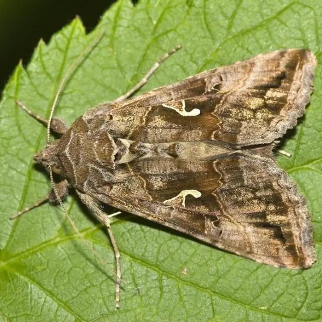 Ce sunt fluturii văzuți recent în București? Cât de periculoși sunt și ce e de făcut?